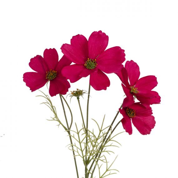 Floral Cosmos Burgundy