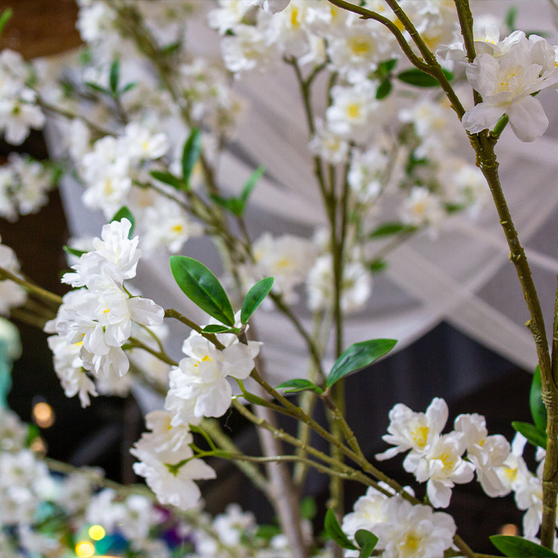 Tree Cherry Blossom White