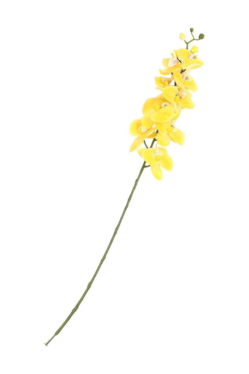 Floral Orchid Phalaenopsis Yellow