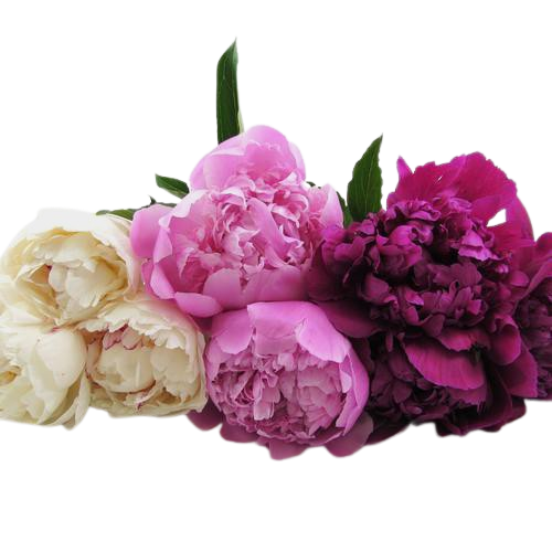 Floral Peony Assorted Colours