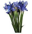 Floral Iris Bunches Purple