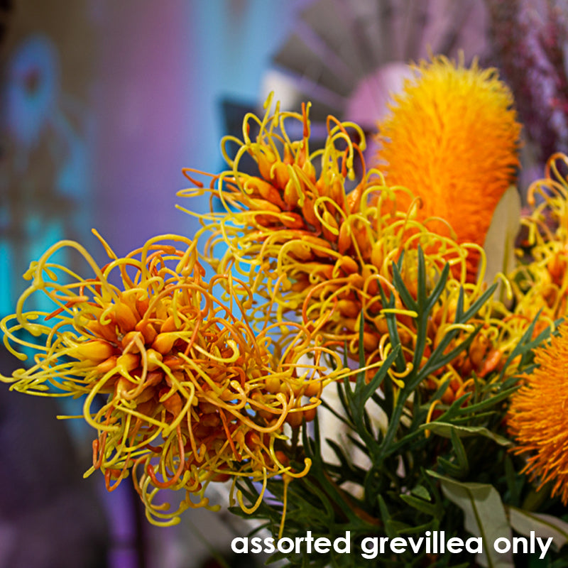 Floral Grevillea Assorted Red, Yellow & White