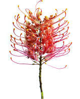 Floral Grevillea Assorted Red, Yellow & White