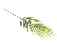 Foliage Cane Palm Frond
