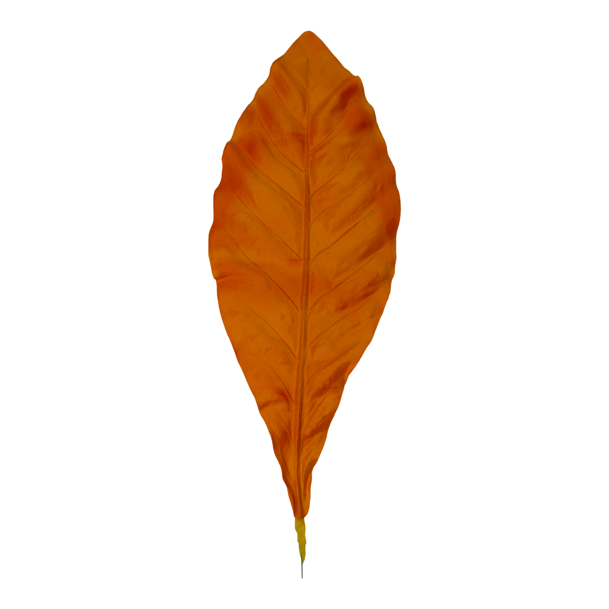 Foliage Leaf Philo Orange