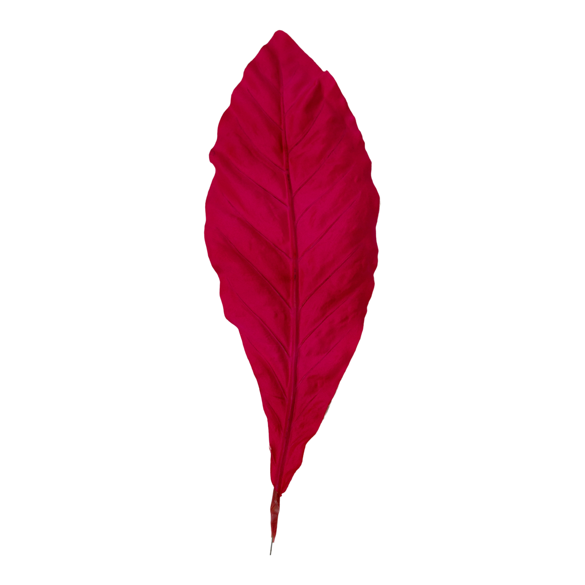 Foliage Leaf Philo Pink