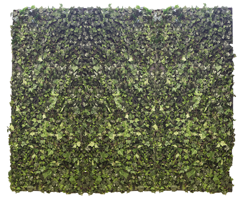 Rolled Backdrop Ivy Double Layer Green