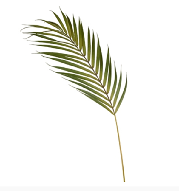 Foliage Palm Leaf Phoenix
