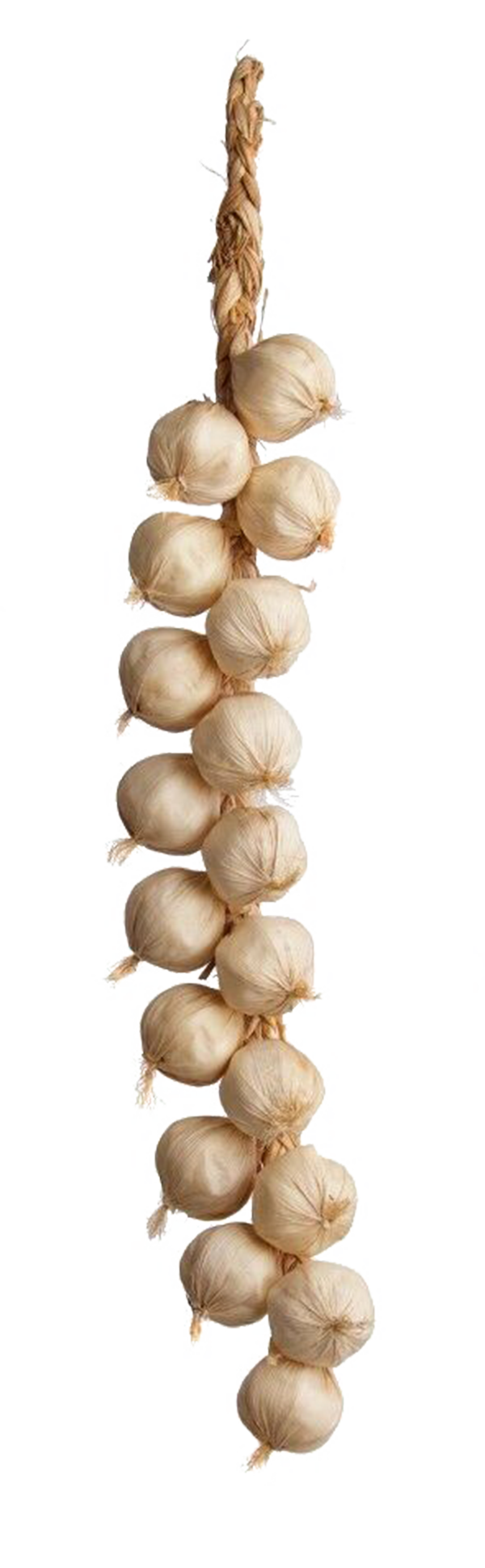 Garlic String