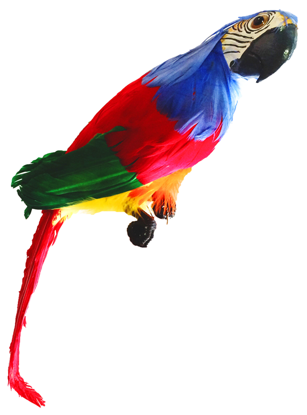 Bird Macaw Red & Green