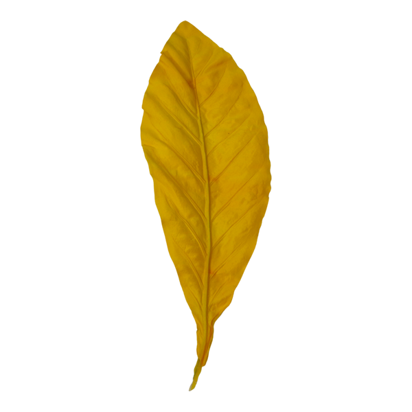 Foliage Leaf Philo Yellow