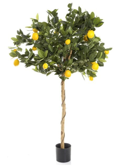 Tree Lemon x