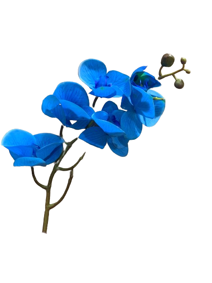 Floral Orchid Phalaenopsis Blue