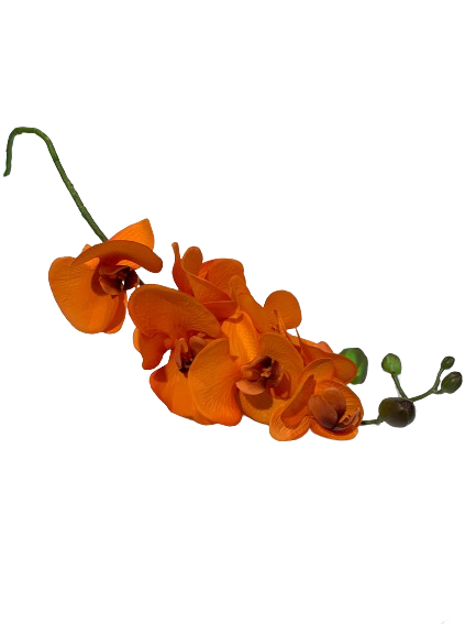 Floral Orchid Phalaenopsis Orange