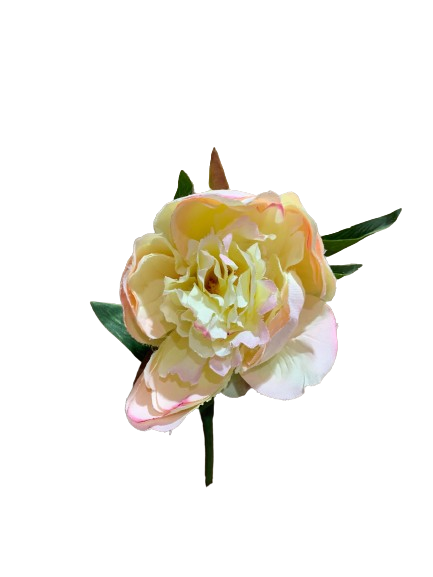 Floral Peony Light Pink and Cream