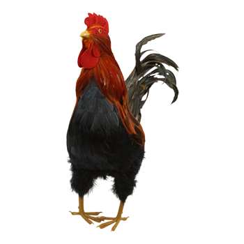 Bird Rooster Brown